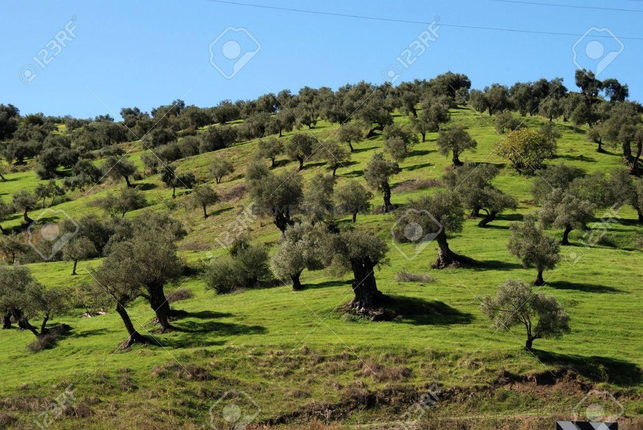 4985 - TERRENO VENDITA ASCOLI PICENO ZONA PIAGGE - € 20.000