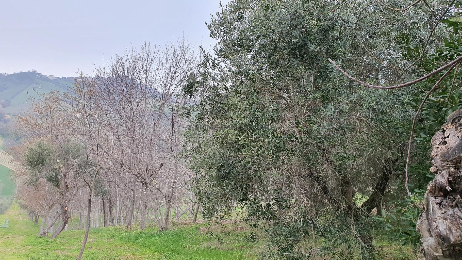 5109 - CASA INDIPENDENTE VENDITA MONTEPRANDONE ZONA MONTEPRANDONE - € 280.000 32